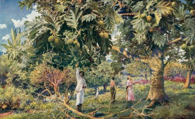 Broodvruchtboom, Midden-Amerika door Louis Fairfax Muckley