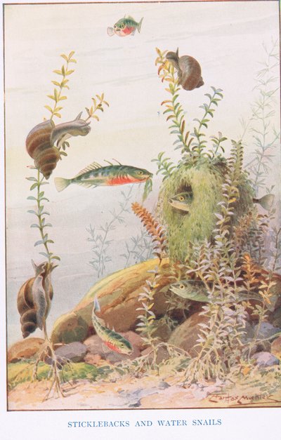 Stekelbaarsjes en waterslakken, illustratie uit 