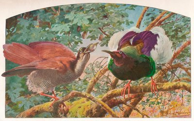 Twaalfdradige paradijsvogels door Louis Fairfax Muckley