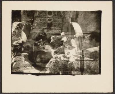 [Katten en Reflecties]. door Louis Fleckenstein