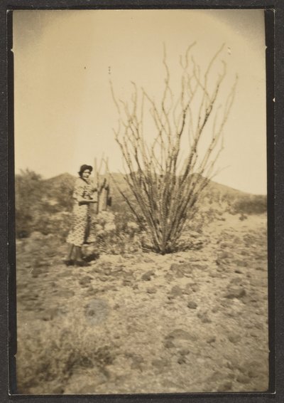 [Florence met grote cactus]. door Louis Fleckenstein