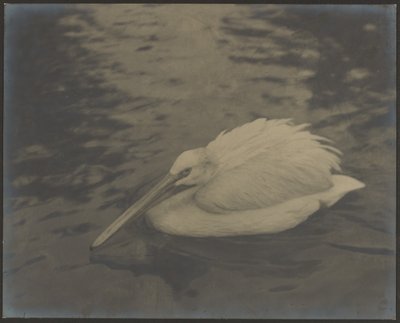 [Heron] door Louis Fleckenstein