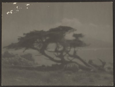 [Landschap met cipres]. door Louis Fleckenstein