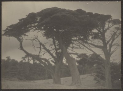 [Landschap met cipressen]. door Louis Fleckenstein