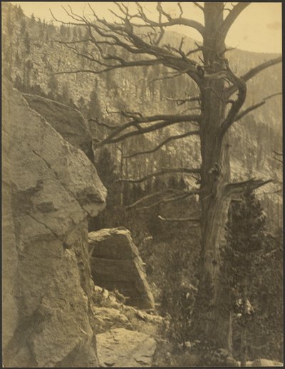 [Landschap met dode boom]. door Louis Fleckenstein