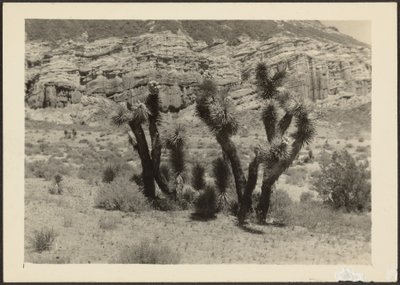 [Landschap met Joshua bomen]. door Louis Fleckenstein