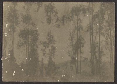 [Landschap met hoge bomen] door Louis Fleckenstein