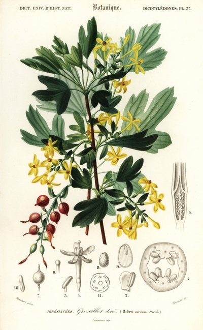 Gouden bes, Ribes aureum door Louis Joseph Edouard Maubert