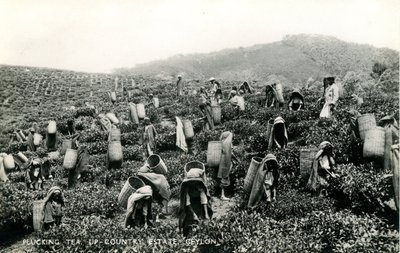 Thee plukken, landgoed in het binnenland, Ceylon, c.1900-1930 door Ltd. Ceylon Plâté