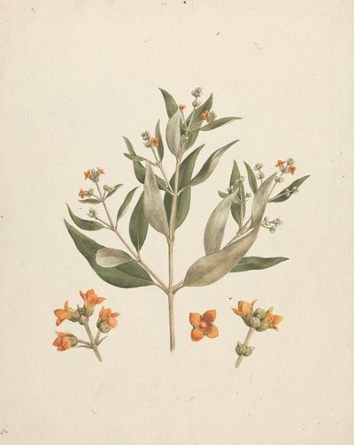 Avicennia marina (Forssk.) Vierh. (Witte Mangrove): afgewerkte tekening van bloeiende scheut met details van bloemen door Luigi Balugani