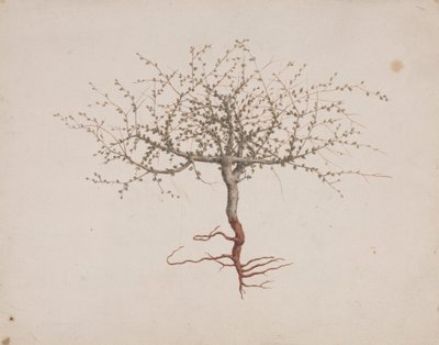 Commiphora gileadensis (L.) C. Chr. (Balsem van Gilead, Opobalsam): afgewerkte tekening van de boom (met wortels) door Luigi Balugani