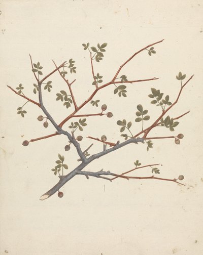 Commiphora gileadensis (L.) C. Chr. (Balsem van Gilead, Opobalsam): afgewerkte tekening van vruchtende tak door Luigi Balugani