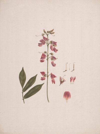 Millettia ferruginea (Hochst.) Baker: afgewerkte tekening met enkele details weggelaten door Luigi Balugani