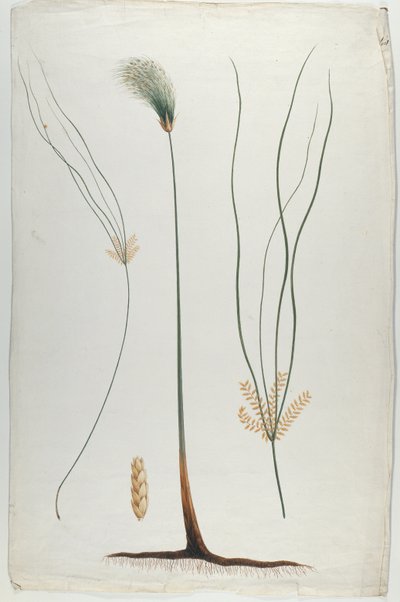 Papyrus (Plant en worteldetail), naar James Abyssinian Bruce (1730-94) door Luigi Balugani