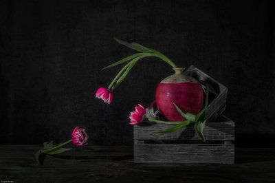 Donkere tulpen en radijs door Lydia Jacobs