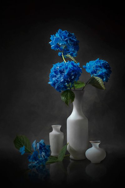 Elegante blauwe hortensia’s door Lydia Jacobs
