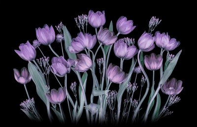 Gloeiende paarse tulpen door Lydia Jacobs