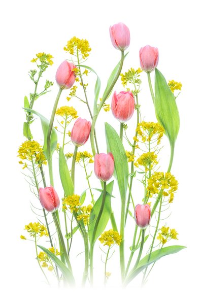 Roze tulpen en gele bloemen door Lydia Jacobs