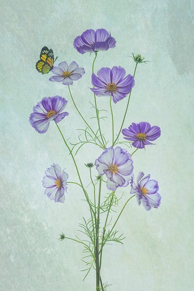 Paarse Cosmos-vlinder door Lydia Jacobs