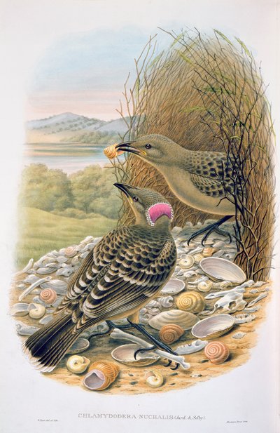 Chlamydera Nuchalis, Grote of Grote Grijze Prieelvogel door M. Hart