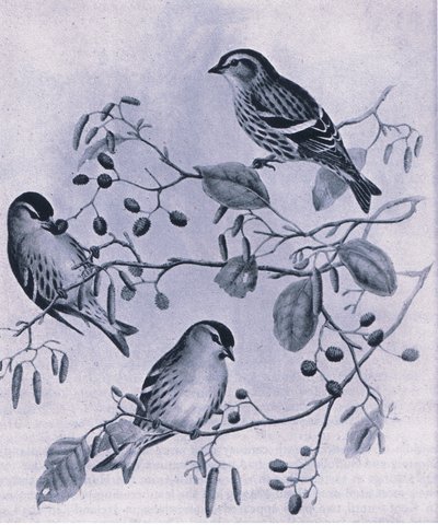Sijzen, Natuur in Groot-Brittannië uitgegeven door Collins, 1946 door M. Hart