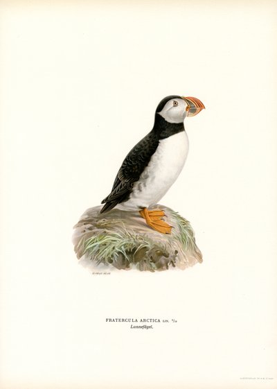 Papegaaiduiker door Magnus Ferdinand and Wilhelm von Wright