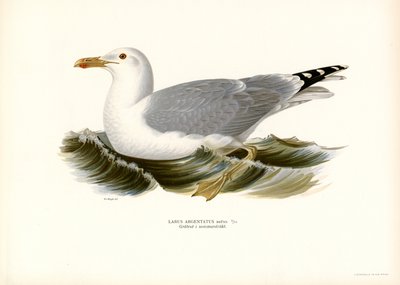 Europese Zilvermeeuw (kleur litho) door Magnus Ferdinand and Wilhelm von Wright