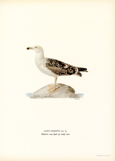 Grote Mantelmeeuw door Magnus Ferdinand and Wilhelm von Wright