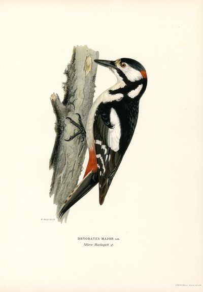 Grote Bonte Specht door Magnus Ferdinand and Wilhelm von Wright