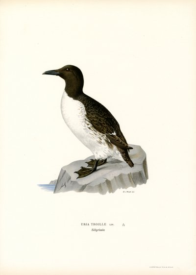 Zeekoet (kleur litho) door Magnus Ferdinand and Wilhelm von Wright
