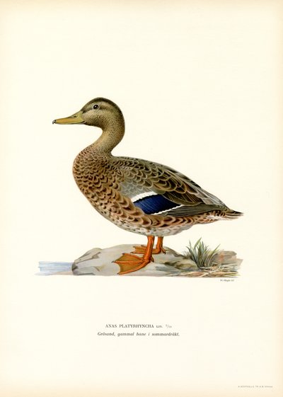 Wilde Eend door Magnus Ferdinand and Wilhelm von Wright