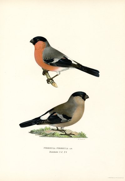 Noord-Euraziatische Goudvink door Magnus Ferdinand and Wilhelm von Wright