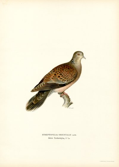 Indische Tortelduif door Magnus Ferdinand and Wilhelm von Wright