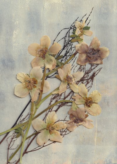 Verfijnde gedroogde bloemen door Maira Ribena