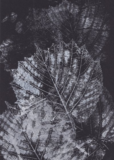 Monochrome bladstudie door Maira Ribena