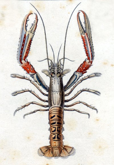 Natuurhistorische plaat: De Langoustine naar Marc Elieser Bloch Ichtyologie Parijs - Berlijn - Londen 1787 door Marcus Élieser Bloch