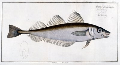 Natuurhistorisch bord: De wijting na Marc Elieser Bloch door Marcus Élieser Bloch
