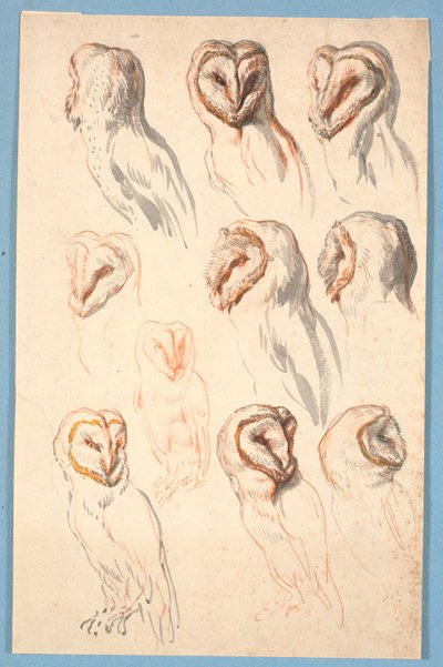 Tien studies van een uil door Marcus Tuscher