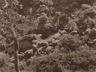 Buffel in dekking door Marcuswell Maxwell