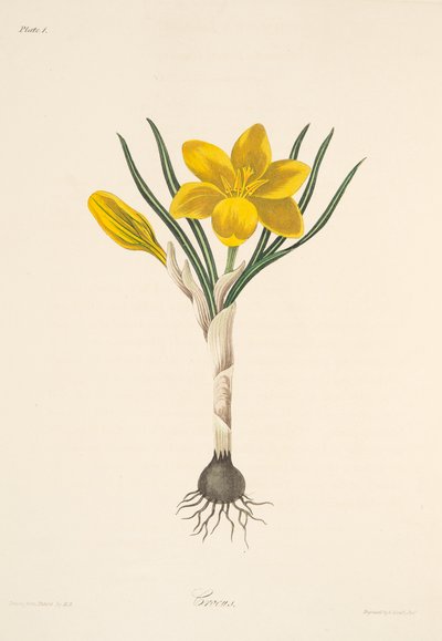 Gewone Gele Krokus, uit Bloemillustraties van de Seizoenen, uitgegeven 1829 door Margaret Roscoe