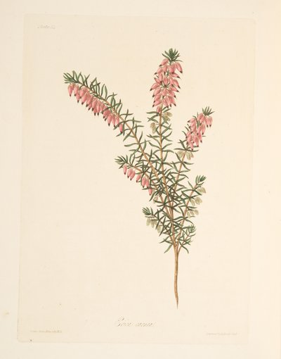 Vleeskleurige, vroegbloeiende Heide, uit Bloemillustraties van de Seizoenen, uitgegeven 1829 door Margaret Roscoe