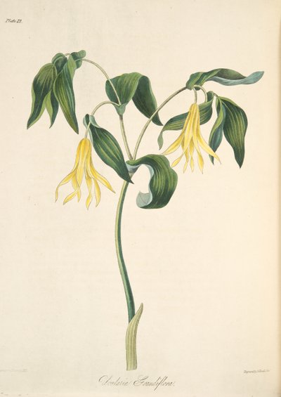 Grootbloemige Klokwortel, uit Bloemillustraties van de Seizoenen, uitgegeven 1829 door Margaret Roscoe