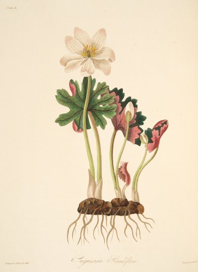 Grootbloemige Bloedwortel, uit Bloemillustraties van de Seizoenen, uitgegeven 1829 door Margaret Roscoe