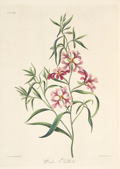 Mooie Clarkia, uit Bloemillustraties van de Seizoenen, uitgegeven 1829 door Margaret Roscoe