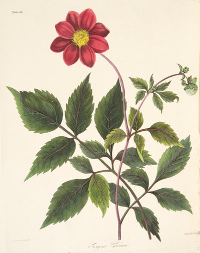 Rode Dahlia, uit Bloemillustraties van de Seizoenen, uitgegeven 1829 door Margaret Roscoe