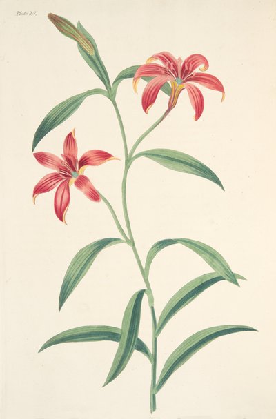 Zelfgekleurde Chinese Lelie, uit Bloemillustraties van de Seizoenen, uitgegeven 1829 door Margaret Roscoe