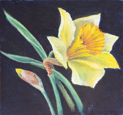 De schoonheid van een narcis door Margo Starkey