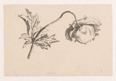 Klaproos door Maria Geertruida de Goeje Barbiers (attributed to)