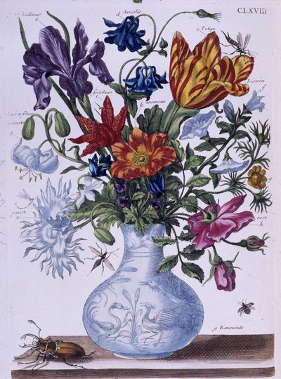 Kever en verschillende bloemen - tek. door Maria Sibylla Merian, n.d., ca. eind 18e eeuw door Maria Sibylla Merian