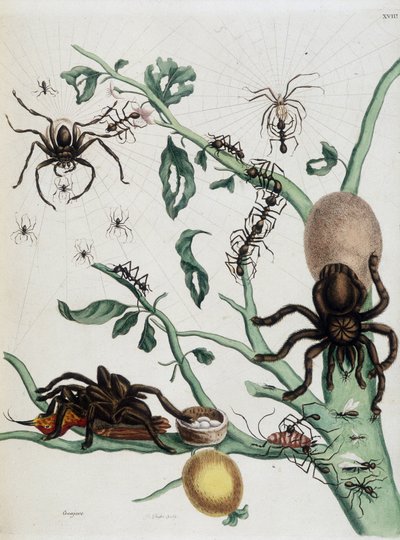 Zwarte spinnen op Guajave die zich voeden met mieren of colobritgens vangen in hun nest in Maria Sibylla Merian